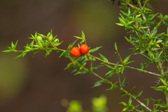 Alyxia ruscifolia