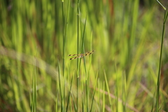 Rhyothemis graphiptera