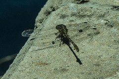 Ceratogomphus pictus