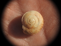 Oxychilus aegopinoides