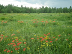 Lilium pensylvanicum