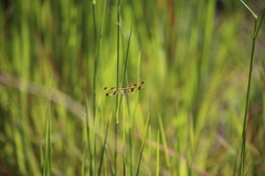 Rhyothemis graphiptera