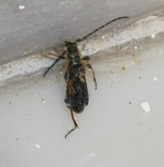 Stenopterus ater