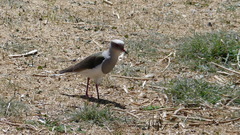 Vanellus resplendens