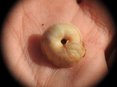 Oxychilus aegopinoides