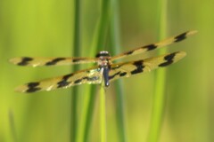 Rhyothemis graphiptera