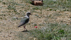 Vanellus resplendens