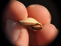 Oxychilus aegopinoides