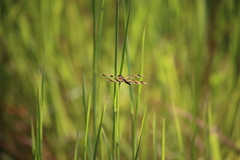 Rhyothemis graphiptera
