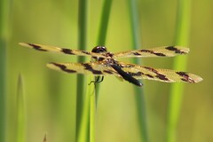Rhyothemis graphiptera