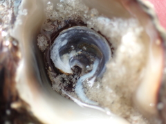 Pyrazus ebeninus