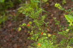 Alyxia ruscifolia