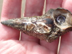 Pyrazus ebeninus
