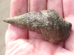Pyrazus ebeninus