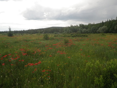 Lilium pensylvanicum