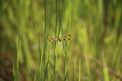 Rhyothemis graphiptera