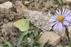 Colias eogene