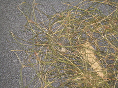 Zannichellia palustris