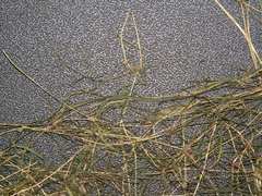 Zannichellia palustris