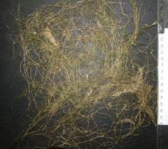 Zannichellia palustris