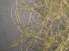 Zannichellia palustris