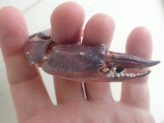 Charybdis japonica