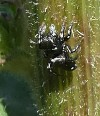 Heliophanus