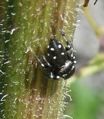 Heliophanus