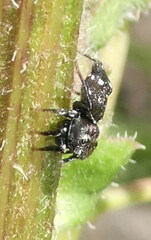 Heliophanus