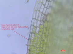 Grimmia trichophylla