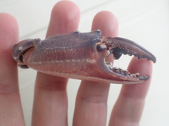 Charybdis japonica