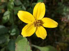 Bidens triplinervia macrantha