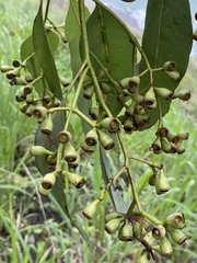 Eucalyptus leptophleba