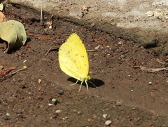 Eurema