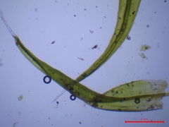 Grimmia trichophylla