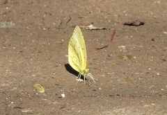 Eurema