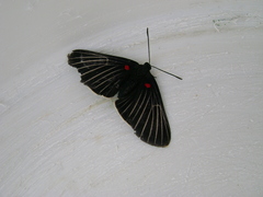 Melanis cephise