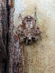 Stephanopis altifrons