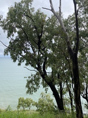 Eucalyptus leptophleba