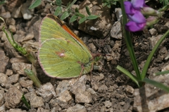 Colias eogene