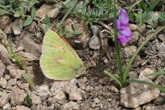 Colias eogene