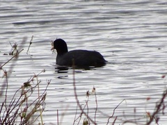 Fulica atra atra