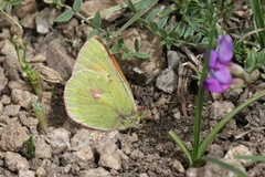 Colias eogene