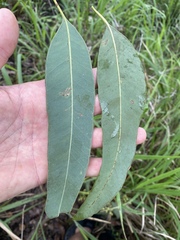 Eucalyptus leptophleba