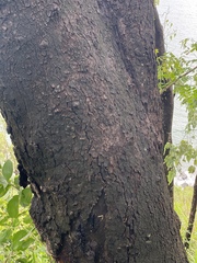 Eucalyptus leptophleba