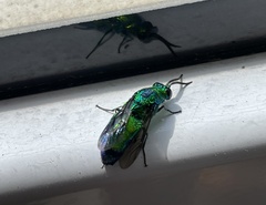 Chrysis lincea