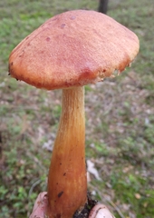 Aureoboletus projectellus
