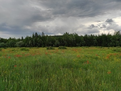 Lilium pensylvanicum