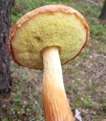 Aureoboletus projectellus
