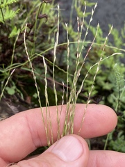 Tripogonella loliiformis